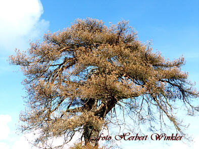 Ottilienbaum -Ottilienfhre abgestorben