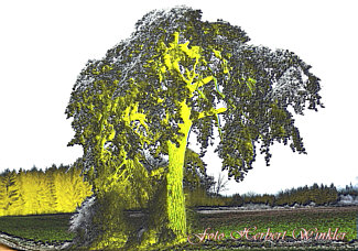 Ottilienbaum -Grafik Herbert Winkler