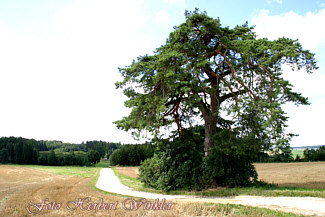 Ottilienfhre 