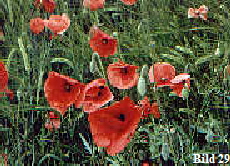 Am Wegesrand