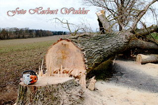 Foto von Herbert Winkler, gefllte Pappeln