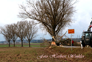 Foto von Herbert Winkler elf Pappeln gefllt