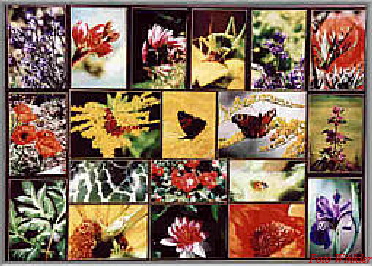 Macro - Bildmontage Herbert Winkler
