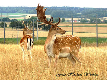 Damwild Hirsch, Fotograf Herbert Winkler 