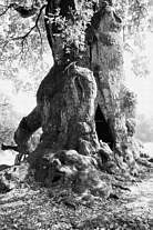 Wolfgangseiche Thalmassing Foto Herbert Winkler
