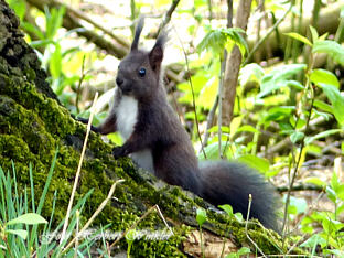Eichhrnchen Herbert Winkler