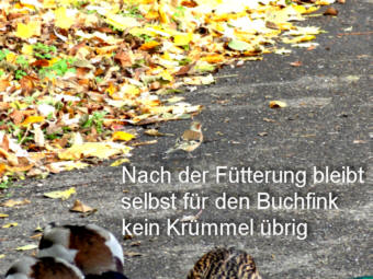 Es bleibt nichts brig, Fotografie von Herbert Winkler 