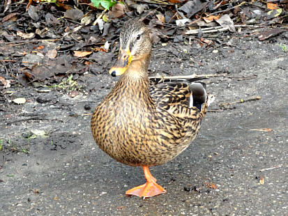 Wildente Susi mit nur einen Bein, Fotografie von Herbert Winkler 