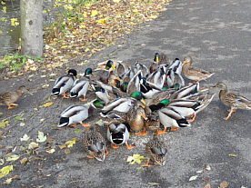 Entenftterung vom November, Fotografie von Herbert Winkler 