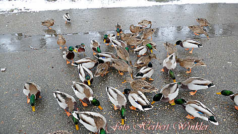 Wildenten beim fttern, Fotografie von Herbert Winkler 