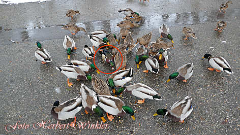Wildenten  mit Brautente, Fotografie von Herbert Winkler 