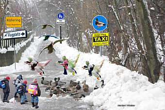 Enten Landebahn Grafik Herbert Winkler Wildenten