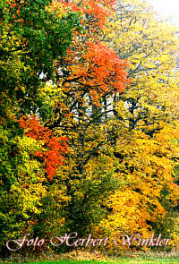 Herbst Bume Herbert Winkler