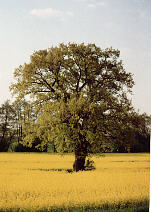 Eiche in Kfering Herbert Winkler