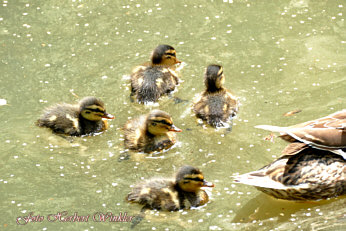 Schwimmübungen, Fotograf Herbert Winkler