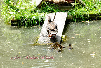 Zurück zum Nest, Fotograf Herbert Winkler