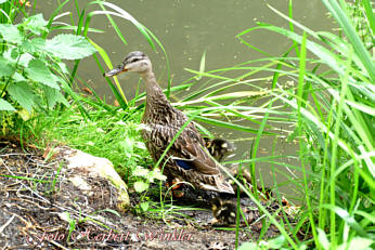 Ente geht an Land, Fotograf Herbert Winkler