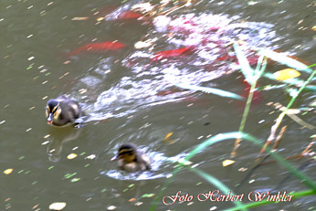 Goldfische und Jungenten, Fotograf Herbert Winkler