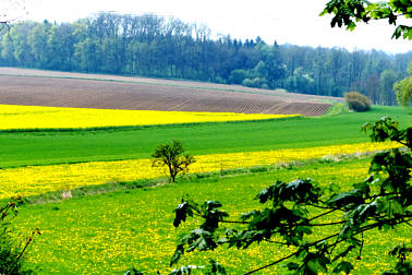 Kfering Au- Aumhle , Foto Herbert Winkler