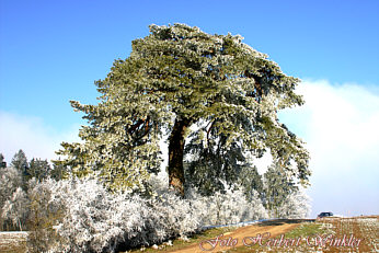Ottilienbaum Alteglofsheim Herbert Winkler