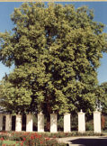 Platane