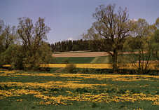 Blhende Auen