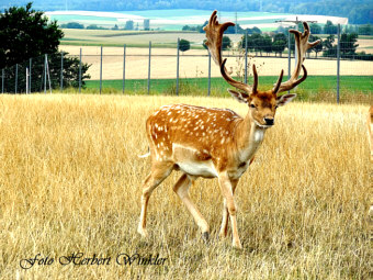 Damwild Hirsch Foto Herbert Winkler