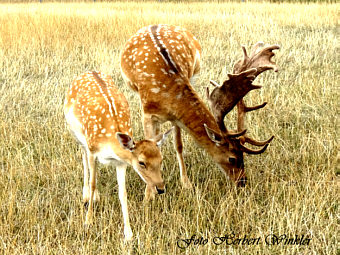 Damwild Hirsch mit Geis, Fotograf Herbert Winkler