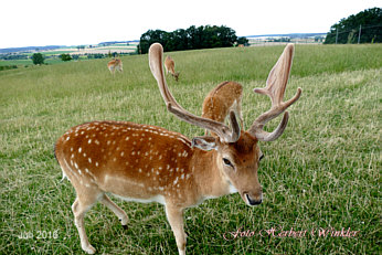 Damhirsch Foto Herbert Winkler