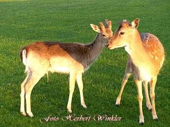 Jung- und Althirsch Damwild -Herbert Winkler