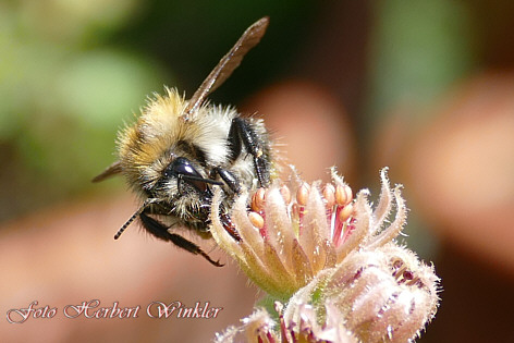 Hummel auf Hauswurz, Fotograf Herbert Winkler