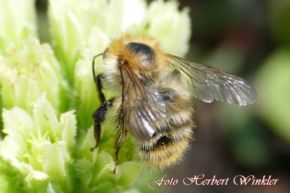 Kleine Hummel, Fotograf Herbert Winkler 