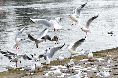Tanz der Mwen am Donauufer - Foto Herbert Winkler
