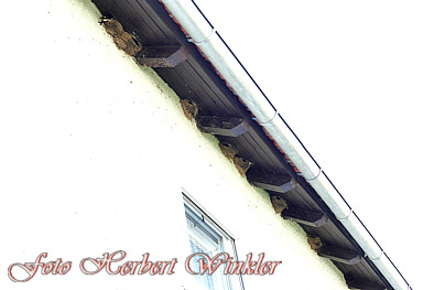 Mehlschwalbenkolonie - Herbert Winkler