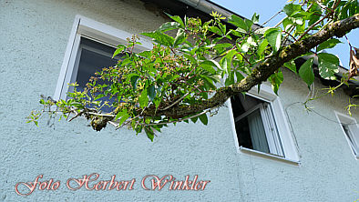 Herbert Winkler Brofenster unter den Mehlschwalben