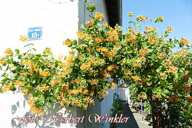 herbert Winkler Geiblatt am Eingang