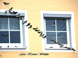 Schwalben auf der Langdrath, Herbert Winkler