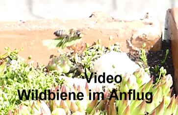 Kurzes Video - Wildbiene Herbert Winkler