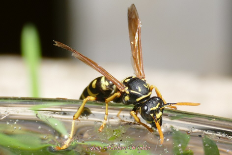 Wespen am Wasserglas, Fotograf Herbert Winkler
