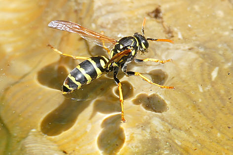 Wespe iuf dem Wasser - Fotograf Herbert Winkler